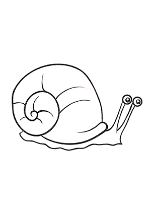 Coloriage d'un Escargot de Mer