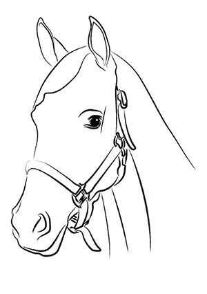 Coloriage d'une Tête de Cheval